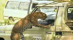 Why You Never Poke An Angry Wild Leopard With A Stick Or This Might Happen To You