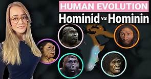 Human Evolution Explained | Hominid & Hominin Difference