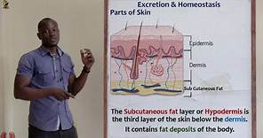 26. Sebaceous Gland and Subcutaneous Fat Biology Form 2