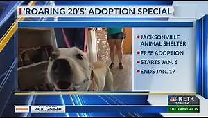 Jacksonville animal shelter hosting 'Roaring '20s' adoption event