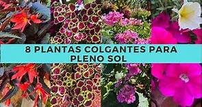 8 plantas COLGANTES para pleno SOL | PLANTAS colgantes RESISTENTES al SOL