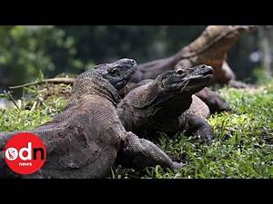 Indonesia consider tourist ban to save Komodo dragon