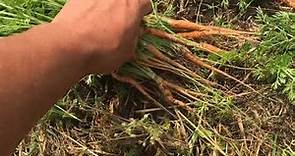 El cultivo de la zanahoria: preparación del suelo, siembra, reproducción