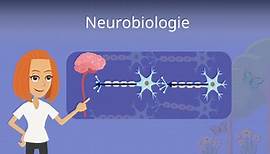 Neurobiologie • Übersicht und Einteilung