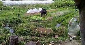 野豬來訪香港有機農夫農田︳寵物