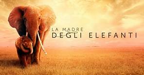 La madre degli elefanti – Video – Apple TV  Press