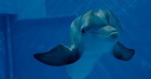 Dolphin Tale 2 - Official Main Trailer [HD]