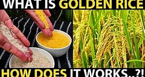 What is GOLDEN RICE..? How Does it works..?! Genetically Modified Rice | Biotechnology