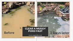 Clear up a muddy pond fast!