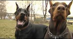 Doberman. An introduction to the breed.