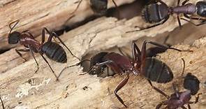 How Do You Keep Winged Carpenter Ants Out of Your Home?