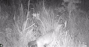 Coyote - Trail Camera - Hungryland Slough, PBC, FL