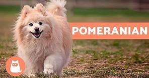 All About the POMERANIAN - Characteristics and Care