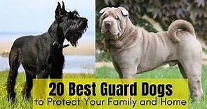 20 Best Guard Dogs to Protect Your Family and Home - Breeds to Avoid - Learning Video