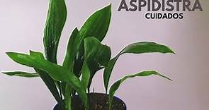 aspidistra planta cuidados donplantin