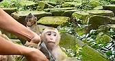 Release new monkey we all welcome love all monkeys
