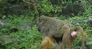 東非狒狒嘴裡含著食物 Taipei Zoo