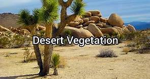 Desert Vegetation | Characteristics of Trees and Plants in Desert Areas | Name of Desert Flora
