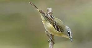 Cassin's Vireo Identification, All About Birds, Cornell Lab of Ornithology