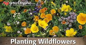 How to Plant and Grow Organic Wild Flowers