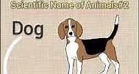 Scientific name of dog