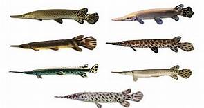 7 Gar Fish Species | Types of Gar Fish