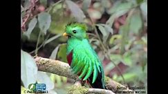 Quetzal Resplendent Tour, Guatemala Birdwatching