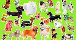 Learn the cartoon dogs breeds | Popular cartoon dogs and their real animals for children