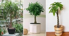 Plantas de interior con tallo decorativo - Decogarden - Jardinatis