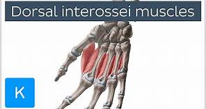 Dorsal interossei muscles of the Hand - Human Anatomy | Kenhub