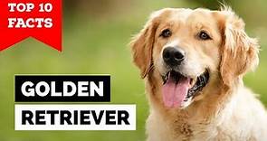 Golden Retriever - Top 10 Facts