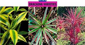 Dracaena Varieties A to Z