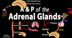 Anatomy and Physiology of the Adrenal Glands, Animation