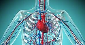 Human Heart: Anatomy, Function & Facts
