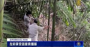 小黑熊落獵具套索受傷 大安部落族人通報救援 - 新唐人亞太電視台