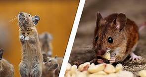 20 Different Types Of Rodents In The World