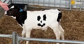 Uniquely marked cow putting smiles on faces in Australia