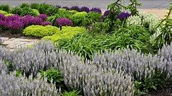 Salvia Variety Comparison Update | Walters Gardens