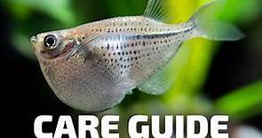 Care Guide for Hatchetfish - Aquarium Co-Op