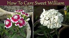 How to grow and care sweet william plant at home