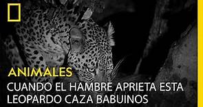 Esta leopardo recurre a tácticas de guerrilla para cenar babuino. | NATIONAL GEOGRAPHIC ESPAÑA