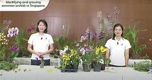 Gardening Masterclass: Identifying And Growing Common Orchids In Singapore