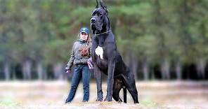 11 Biggest Dogs in the World
