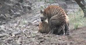 Tigers Mating in the Wild