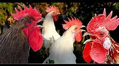 Big roosters crowing compilation with 15 different breeds - Whitecrested Polish, Serama, Leghorn