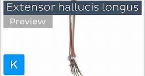 Functions of the extensor hallucis longus muscle (preview) - 3D Human Anatomy | Kenhub