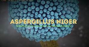 Aspergillus niger | Fruits | Vegetables | Contaminants | Black mold disease
