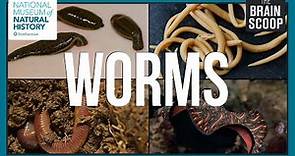 The Wonderful World of Worms
