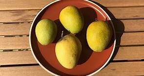 Himsagar mango [Mangifera indica]