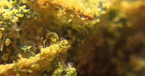 Ep 357 - Spice Hd 1080p Strain Review Mr Nice Seeds medical medicinal marijuana weed bud